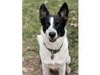 Adopt RJ a Black - with White Border Collie / German Shepherd Dog / Mixed dog in