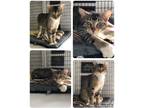 Adopt Poppy a Tan or Fawn Tabby Domestic Shorthair (short coat) cat in Rock
