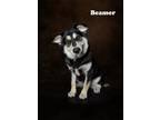 Adopt Beamer a Black - with White Husky / Shepherd (Unknown Type) / Mixed dog in