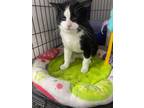 Adopt Bosco a Black & White or Tuxedo Domestic Shorthair (short coat) cat in