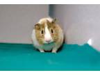 Adopt Curly a Brown or Chocolate Guinea Pig / Guinea Pig / Mixed small animal in