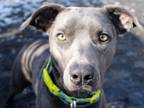Adopt Diva a Gray/Blue/Silver/Salt & Pepper Blue Lacy/Texas Lacy / Pit Bull