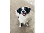 Adopt Arrow a Black - with White Border Collie / Mixed dog in Prosper