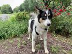 Adopt Charlotte a White - with Black Border Collie / Canaan Dog / Mixed dog in