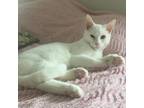Adopt Splinter a White Domestic Shorthair / Mixed cat in FREEPORT, FL (38008385)
