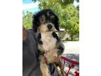 Adopt Bixby a Tricolor (Tan/Brown & Black & White) Poodle (Miniature) / Mixed
