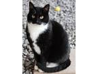 Adopt Freskie a Black & White or Tuxedo Domestic Shorthair (short coat) cat in