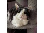 Adopt Solomon a Black & White or Tuxedo Maine Coon (long coat) cat in