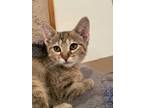 Adopt Queenie a Brown or Chocolate (Mostly) Domestic Shorthair (short coat) cat