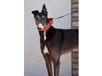 Adopt Sumkindawondrfl a Black - with White Greyhound / Mixed dog in Coon Rapids