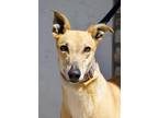 Adopt Entergy a Tan/Yellow/Fawn Greyhound / Mixed dog in Coon Rapids