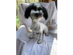 Adopt Harvey a Black - with White Havanese / Mixed dog in Millersburg