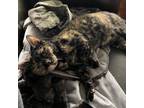 Adopt Chanice a Tortoiseshell Domestic Shorthair / Mixed cat in Arlington