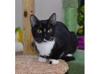 Adopt Blaze a Domestic Short Hair