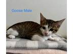 Adopt GOOSE a Domestic Shorthair (short coat) cat in Calimesa, CA (38010252)
