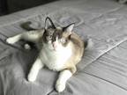 Adopt Claire a Brown or Chocolate (Mostly) Siamese (short coat) cat in