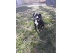 Adopt Cassie a Black - with White Pit Bull Terrier / Labrador Retriever / Mixed