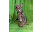 Adopt Vis a All Black Domestic Shorthair / Domestic Shorthair / Mixed cat in
