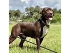 Adopt PANCHO a Brown/Chocolate German Shorthaired Pointer / Labrador Retriever /