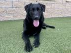 Adopt Adella a Black Labrador Retriever / Mixed dog in Independence