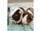 Adopt Groucho a Black Guinea Pig / Guinea Pig / Mixed small animal in Seattle