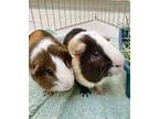 Adopt Karl a Brown or Chocolate Guinea Pig / Guinea Pig / Mixed small animal in