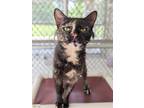Adopt Adeline a All Black Domestic Shorthair / Domestic Shorthair / Mixed cat in