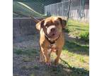 Adopt Dobby a Tan/Yellow/Fawn Dogue de Bordeaux / Mixed dog in Easton