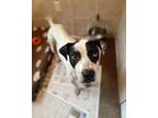 Adopt Gammy a Labrador Retriever / Mixed dog in Rossville, TN (38010014)