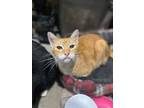 Adopt Habanero a Domestic Shorthair / Mixed (short coat) cat in Markham