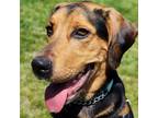 Adopt Fredrick a Black Hound (Unknown Type) / Mixed dog in Kingston