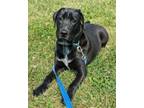 Adopt Neil a Mixed Breed (Medium) / Mixed dog in Neillsville, WI (38144698)