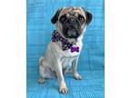 Adopt Rosie a Pug