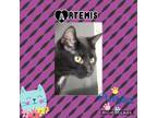 Adopt Artemis a Domestic Shorthair / Mixed (short coat) cat in Crystal Lake