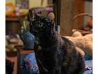 Adopt Fairouz- PENDING ADOPTION! a Domestic Shorthair / Mixed (short coat) cat