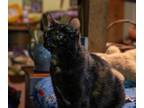 Adopt Fairouz a Domestic Shorthair / Mixed (short coat) cat in Pittsboro