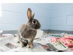 Adopt Shoo Shoo-Kitchener a Grey/Silver Other/Unknown / Mixed rabbit in
