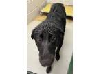 Adopt Dozer a Labrador Retriever / Mixed dog in Henderson, KY (38068343)