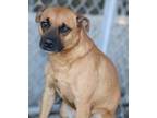Adopt Maverick - a Tan/Yellow/Fawn German Shepherd Dog / Mixed dog in RIDGELAND