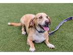 Adopt Boscoe a Basset Hound / Labrador Retriever / Mixed dog in Dalton