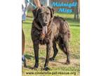 Adopt Midnight Miss a Black Flat-Coated Retriever / Shar Pei dog in Mission