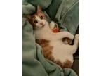 Adopt Duncan a Orange or Red (Mostly) Domestic Shorthair cat in mishawaka