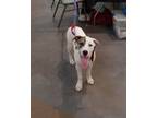 Adopt Angel a White - with Black Mixed Breed (Medium) / Mixed dog in Halifax