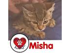 Adopt Misha a Gray, Blue or Silver Tabby Domestic Shorthair (short coat) cat in