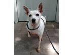 Adopt Misty a White - with Black Jack Russell Terrier / Mixed Breed (Medium) dog