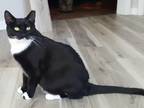 Adopt Married a Black & White or Tuxedo Domestic Shorthair cat in Thornburg
