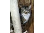 Adopt Brewer a Brown Tabby Domestic Shorthair / Mixed cat in Lorain