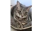 Adopt Bronx a Gray or Blue Domestic Shorthair (short coat) cat in Oakville