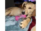 Adopt Cher a Labrador Retriever