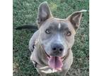 Adopt Jordyn a Pit Bull Terrier